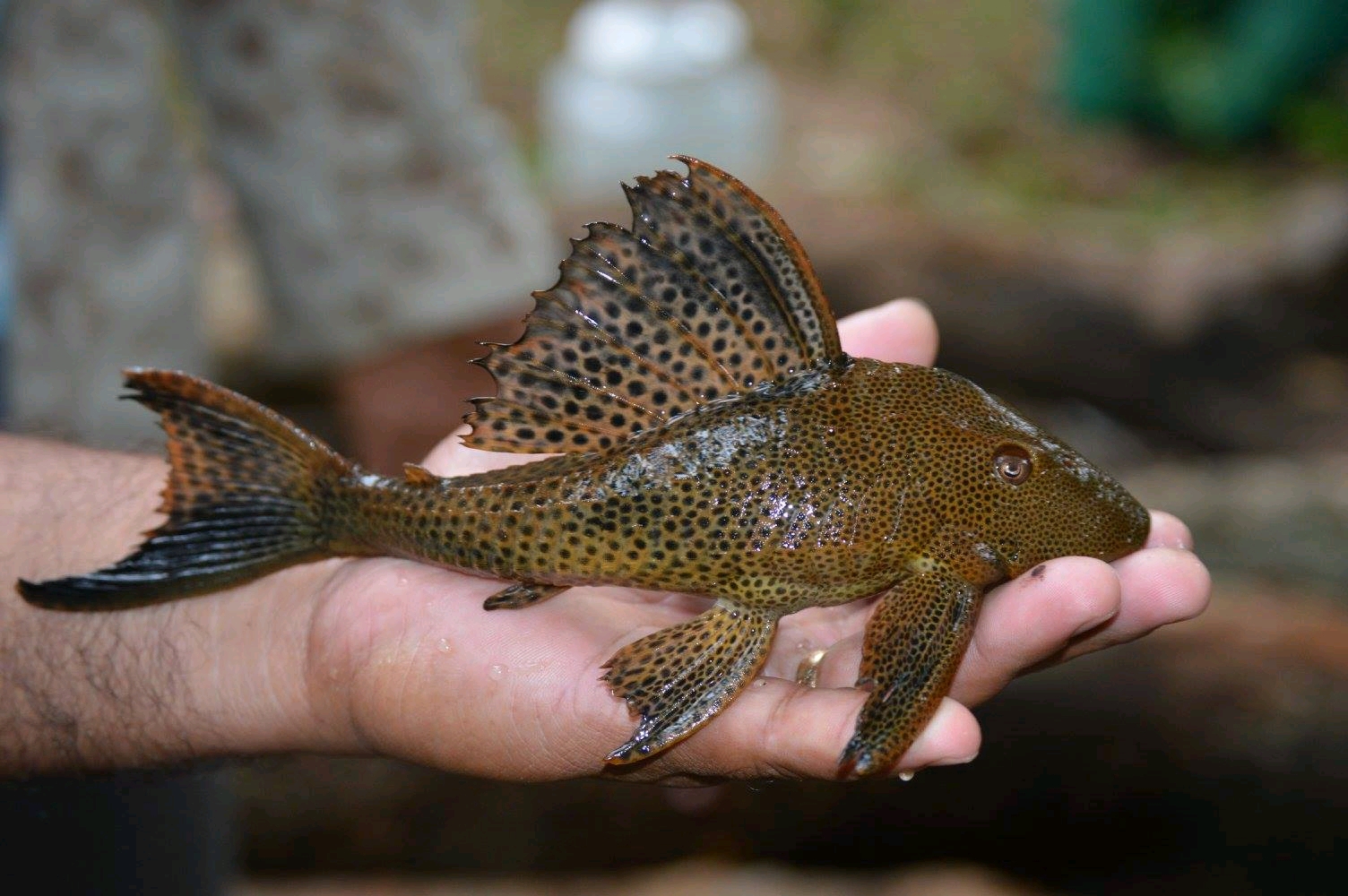 Hypostomus macrochirus