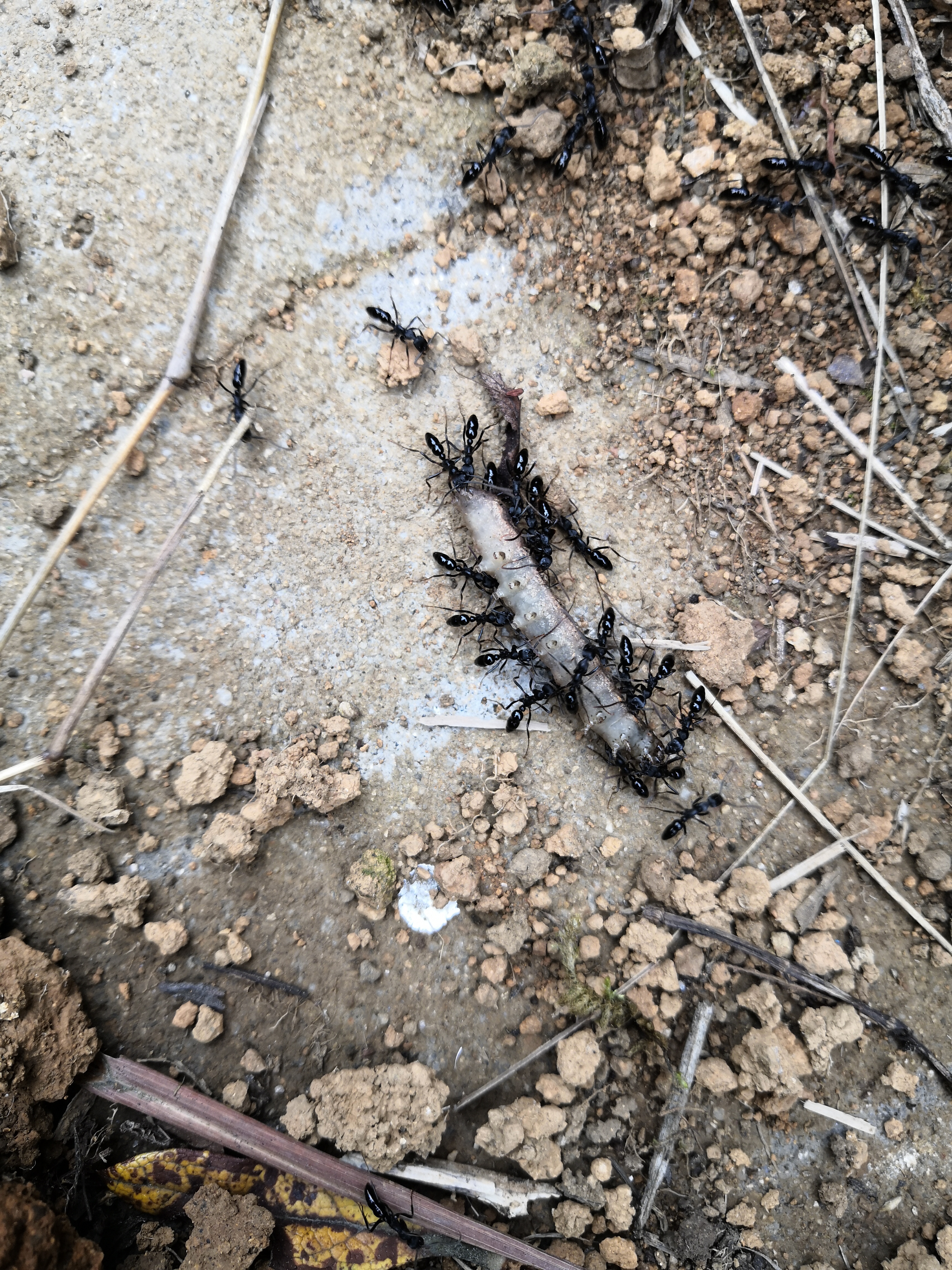 03.29,平和县大芹山,条纹细猛蚁