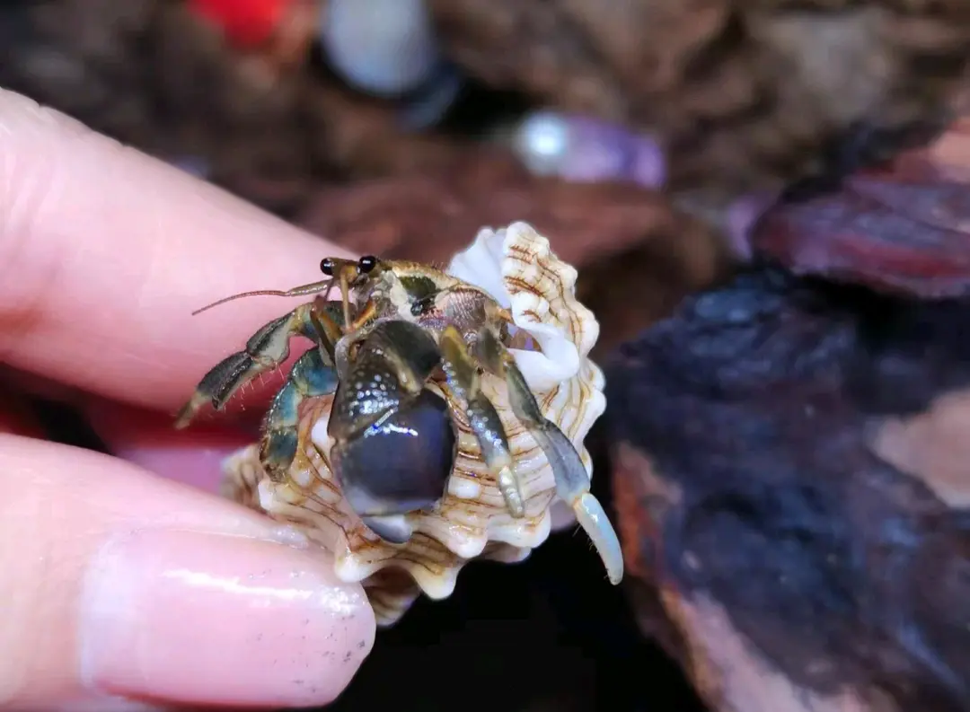 寄居蟹品种简单分辨7:短腕寄居蟹