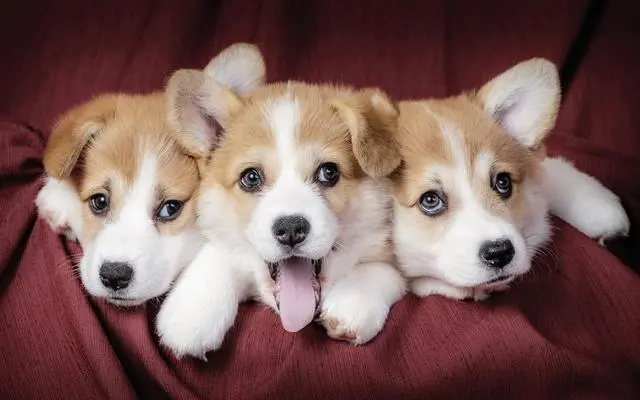 小短腿柯基被人 误解 的那些年 估计你也中招了 哔哩哔哩