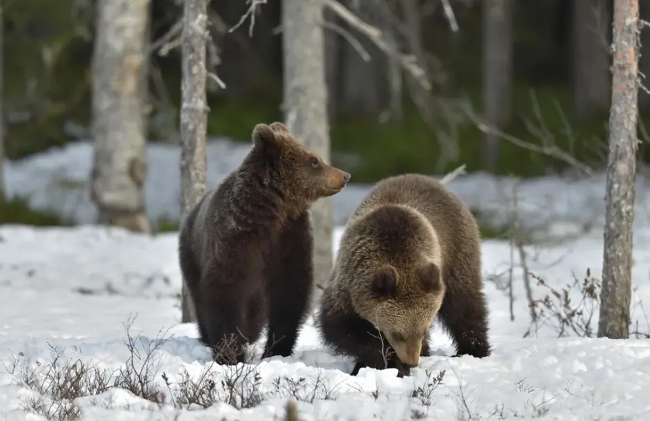 冬眠的熊好欺负 别忘了谁都有起床气 没睡醒的熊可能狂怒暴走 哔哩哔哩