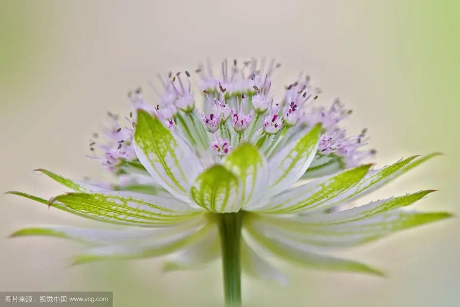 像星星一样的大星芹花 哔哩哔哩