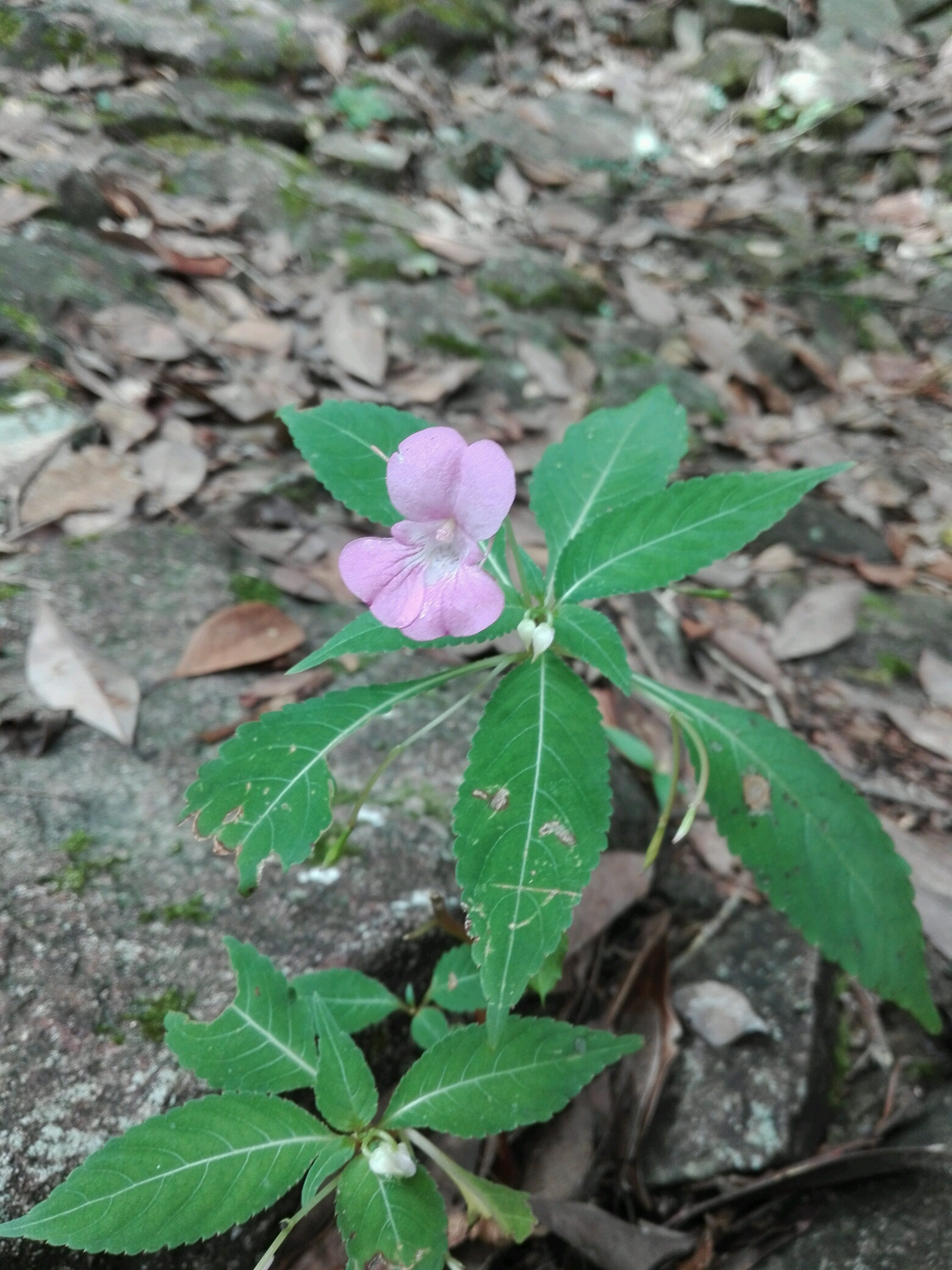 浙江凤仙花 impatiens chekiangensis
