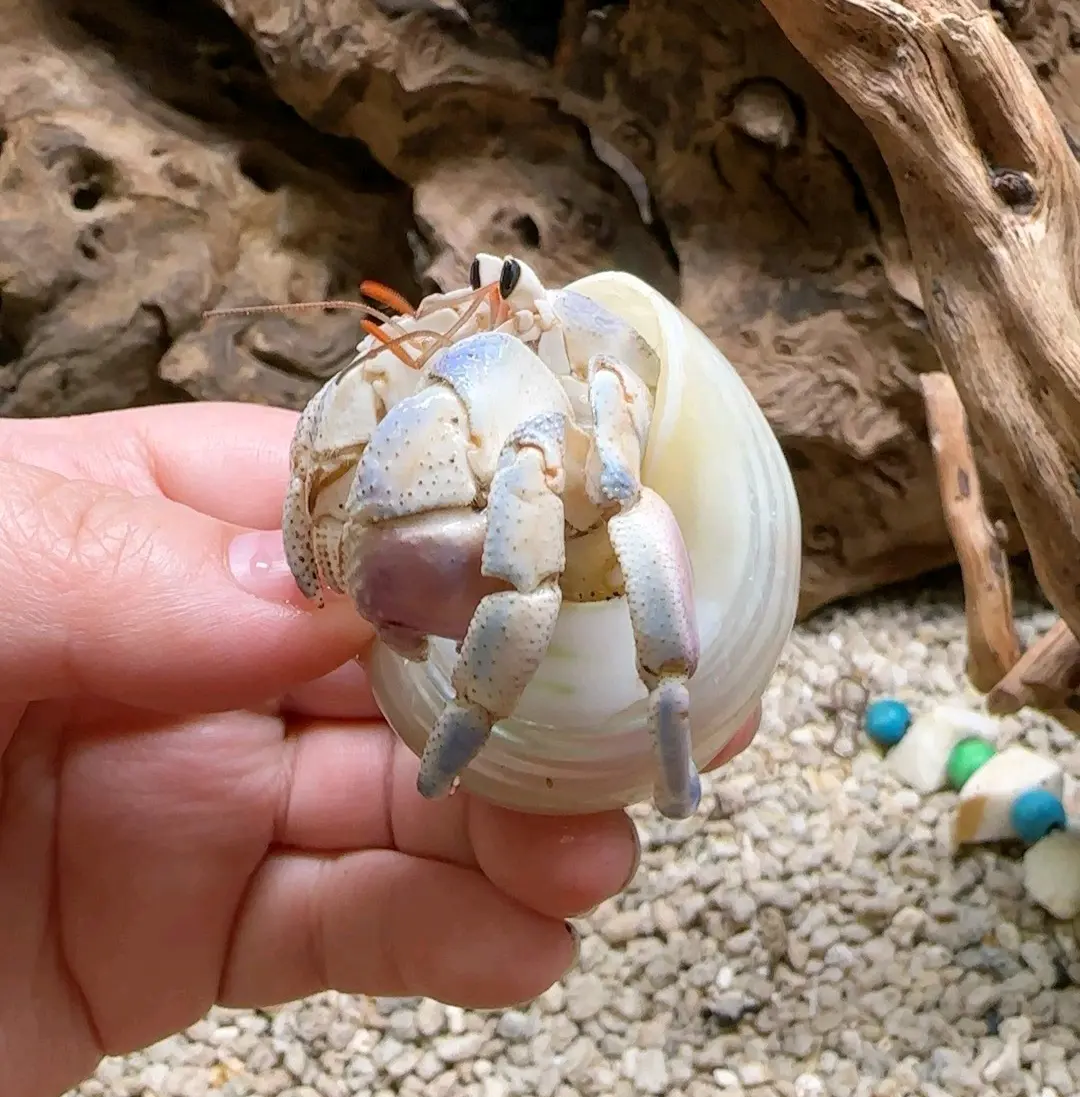 寄居蟹品种简单分辨1:紫陆寄居蟹