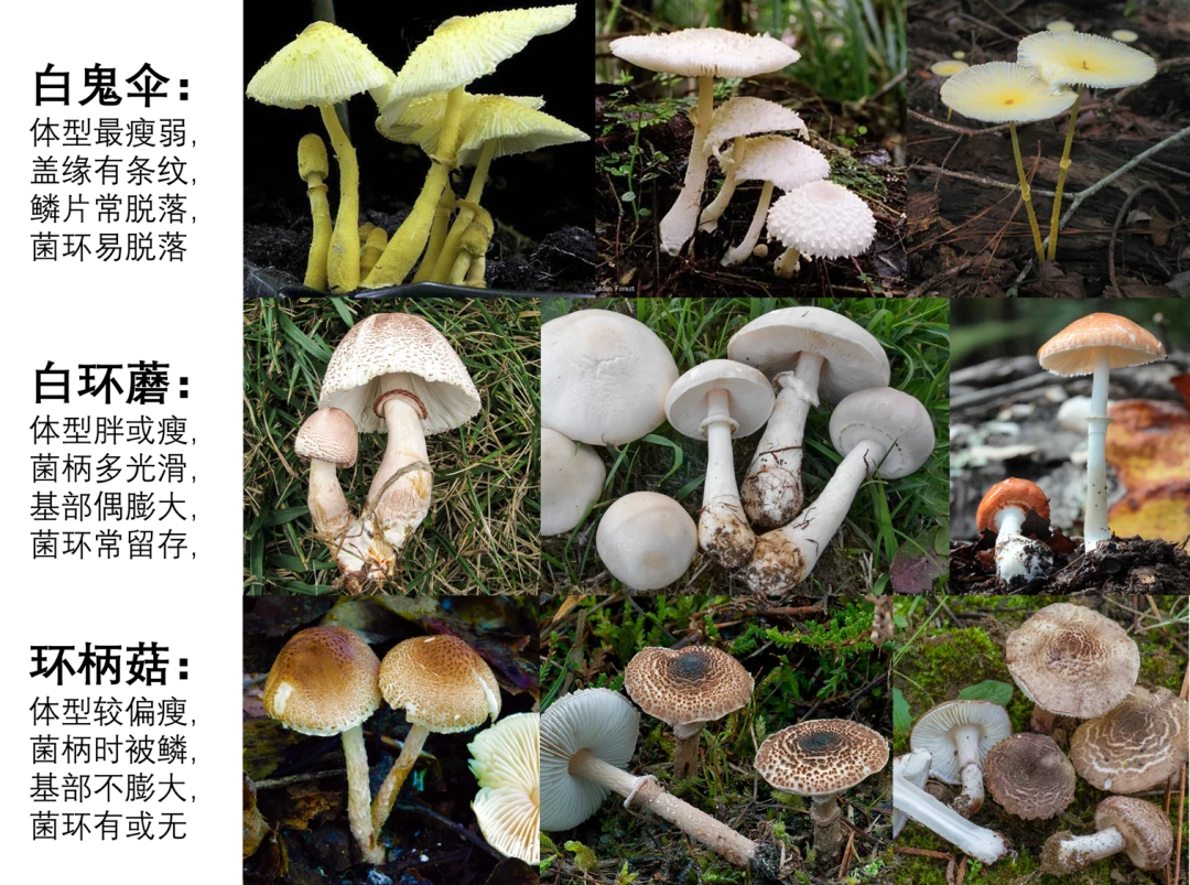 【蘑菇的分类】4.蘑菇科 白环蘑属Leucoagaricus、白鬼伞属Leucocoprinus - 哔哩哔哩
