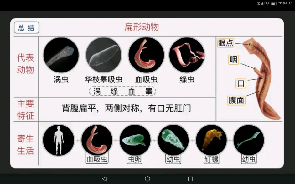 初中生物分类 无脊椎动物 乐乐课堂 哔哩哔哩