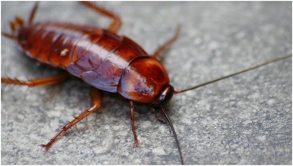 有一些灭蟑螂的民间土办法,比如像洋葱,黄瓜驱蟑螂,洗衣粉灭蟑螂,肥皂