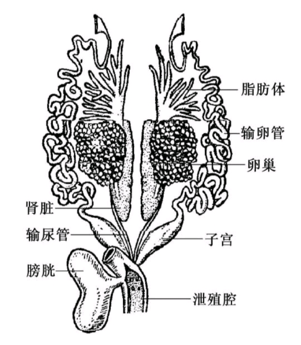 青蛙解剖图手绘图片