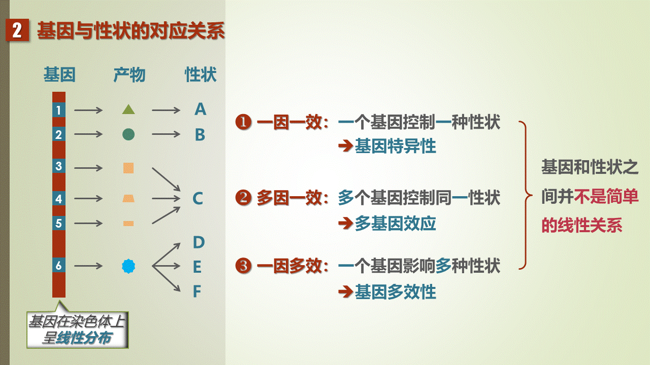 基因表达与性状的关系图片