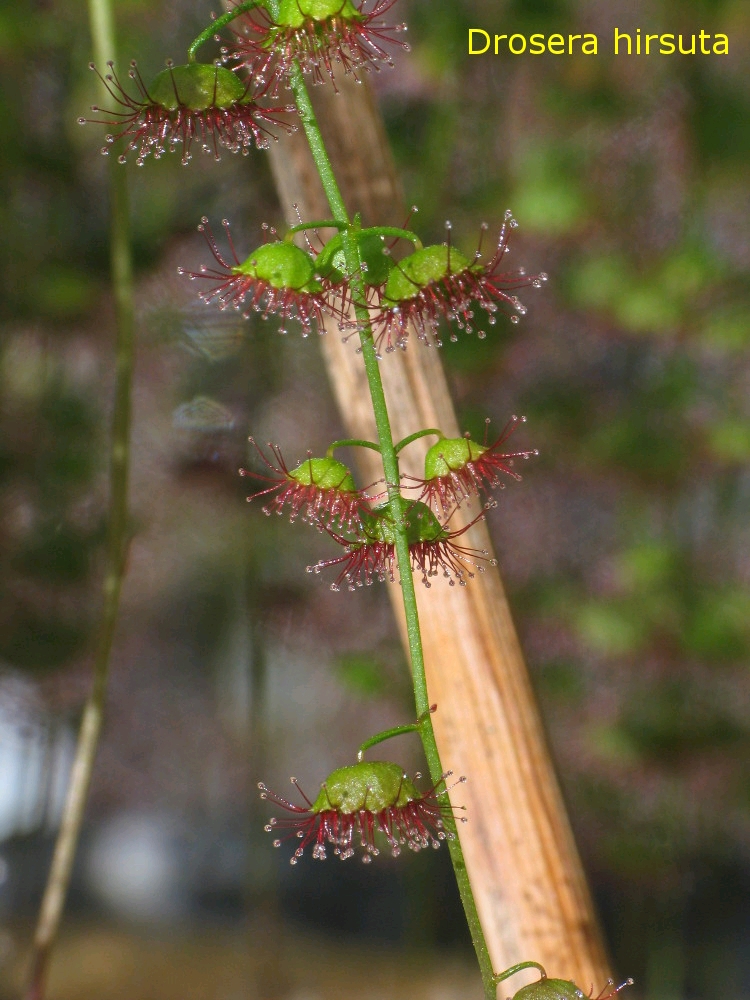 丨球根茅膏菜丨d. hirsuta