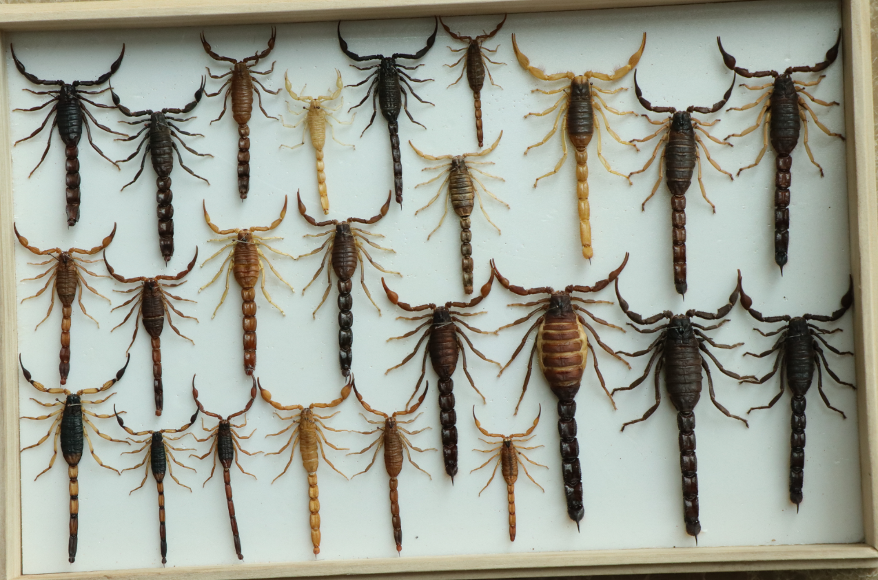 标本制作如何制作蝎子标本howtomakeascorpionspecimen