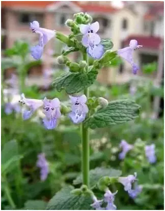 猫咪最爱的四大植物 哔哩哔哩