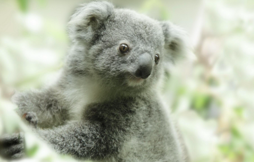 考拉宝宝"小坚果"出生了~依偎在妈妈怀里超可爱!