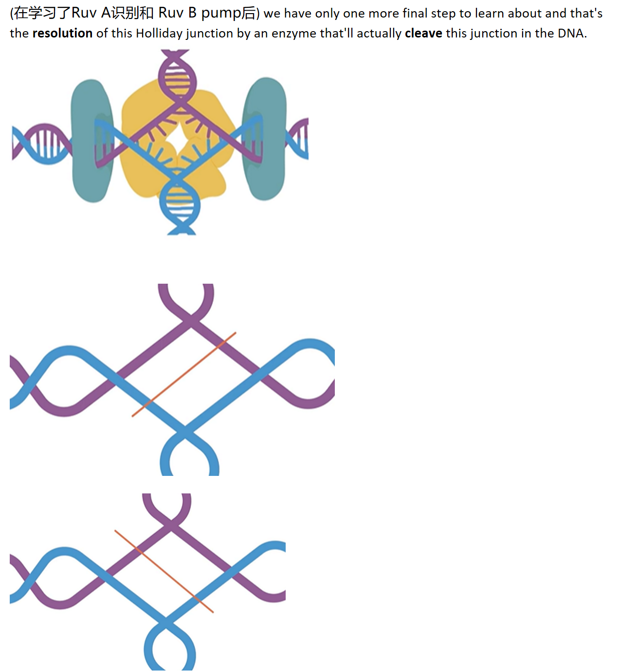 MIT 分子生物学 part1 16.11 Proteins of Homologous Ruv 哔哩哔哩