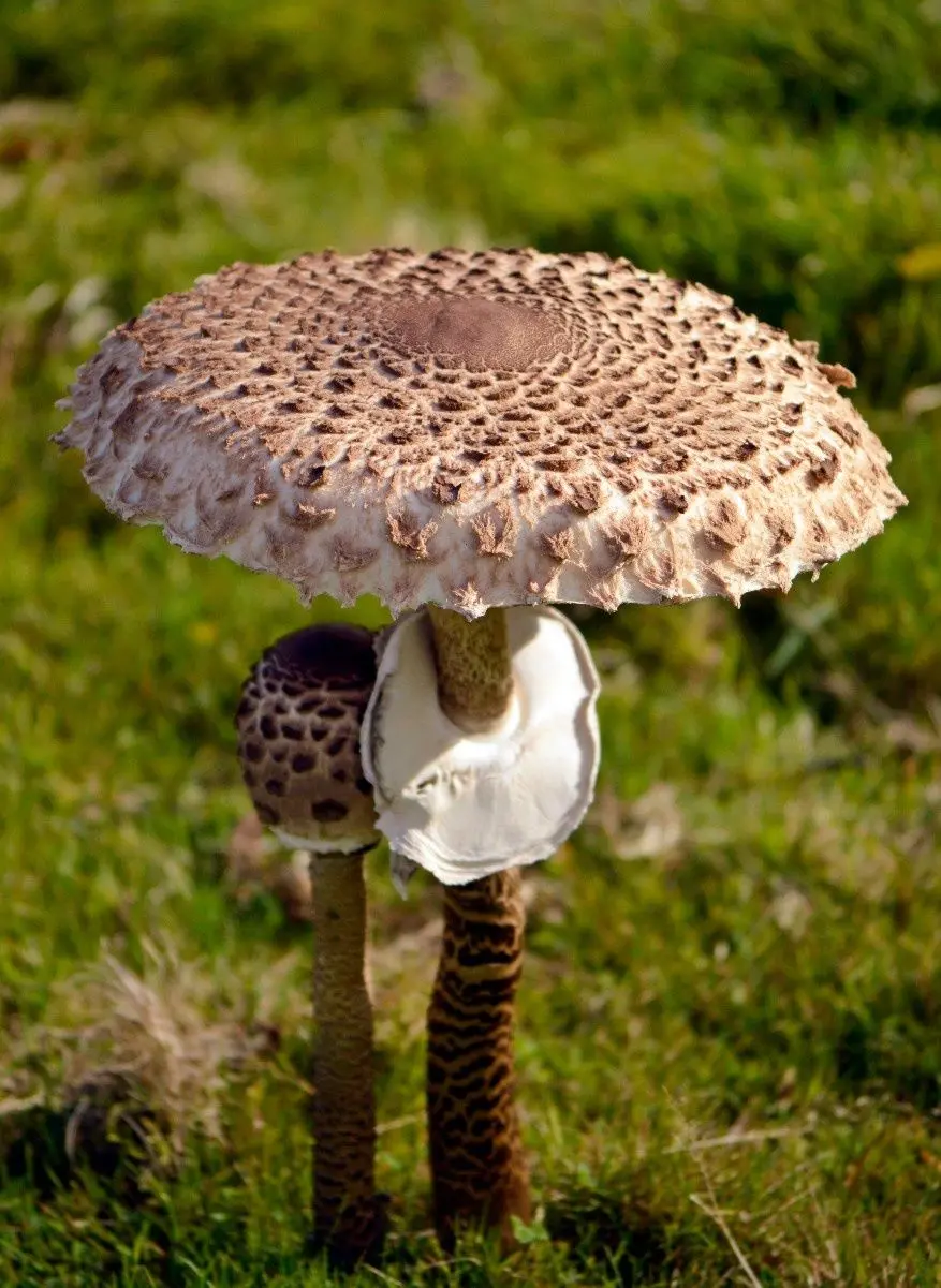 【蘑菇的分类】3.蘑菇科 大环柄菇属Macrolepiota、青褶伞属Chlorophyllum - 哔哩哔哩