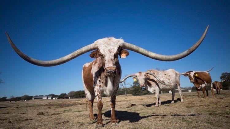 世界上牛角最长的大牛牛,轻松超过一辆小车车 - 哔哩哔哩