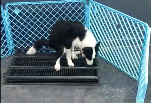 阿拉斯加乱叫怎么训练 哪里有训犬学校可以解决狗狗乱叫问题 哔哩哔哩