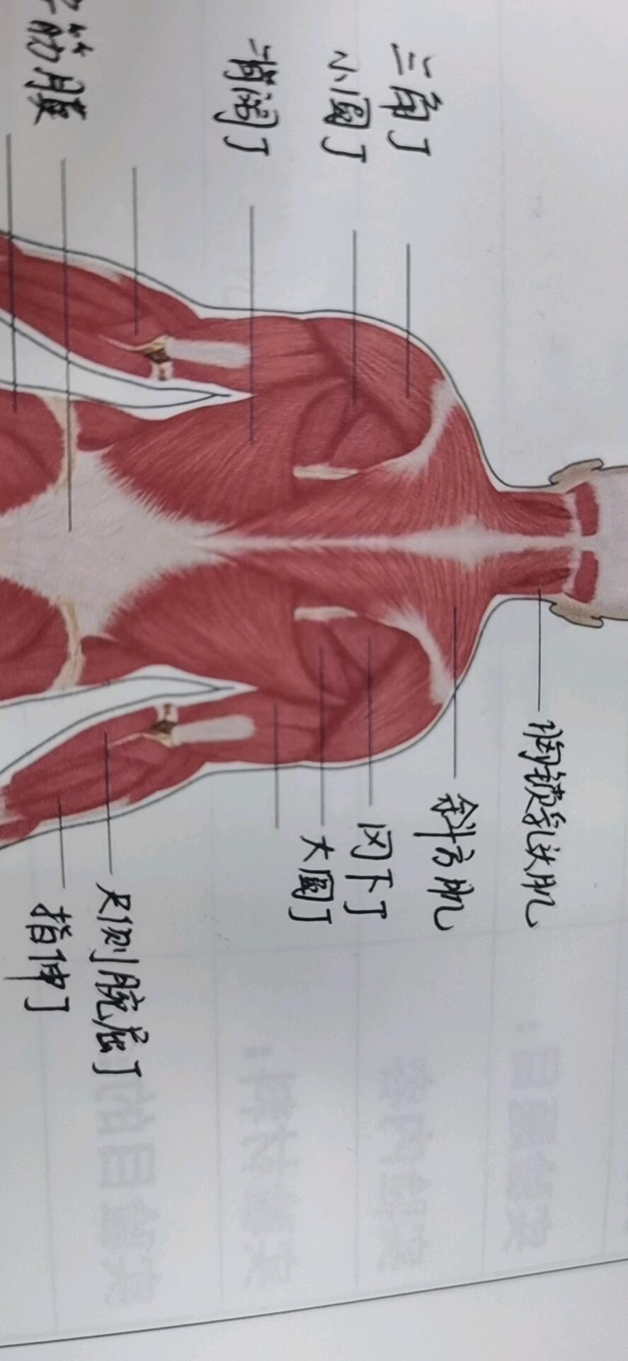 从运动解剖学角度看《刃牙》中的鬼背是什么构造 - 哔哩哔哩