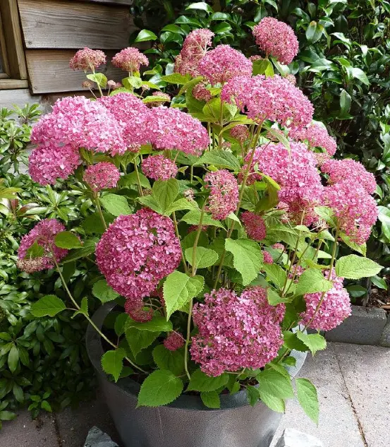 拥有了绣球 就拥有了姹紫嫣红 哔哩哔哩