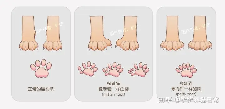 品种猫繁育知识 关于多趾猫以及多趾缅因猫 Polydactyl 哔哩哔哩 品种猫繁育知识 关于多趾猫以及多趾缅因猫 Polydactyl 哔哩哔哩