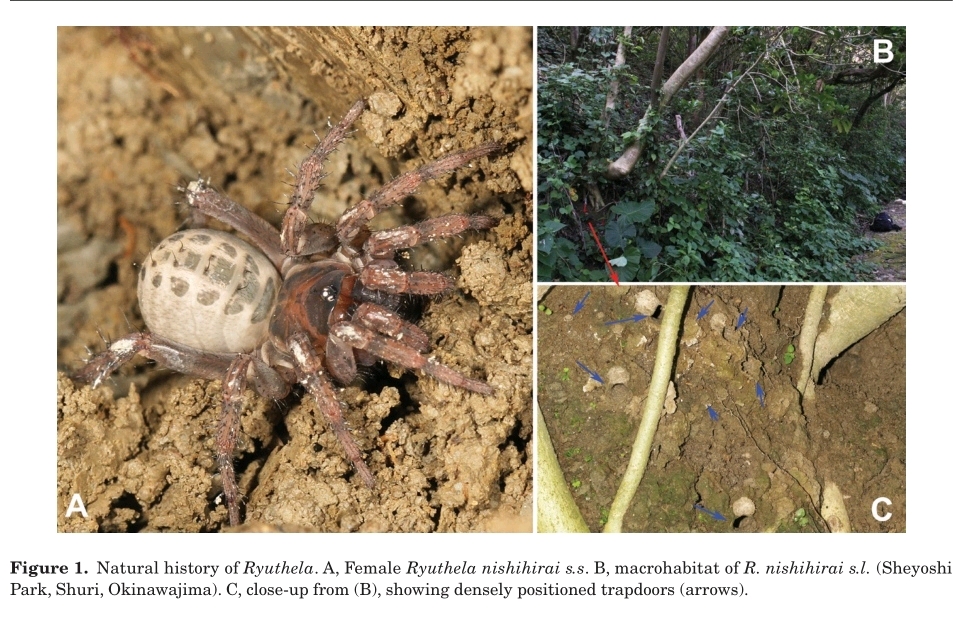 世界节板蛛科总汇 哔哩哔哩