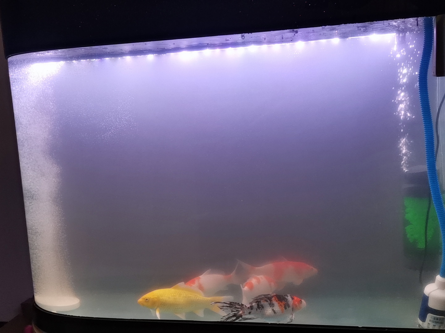 90孔雀鱼缸造景_鱼缸水泵影响造景嘛_壁挂鱼缸造景图片
