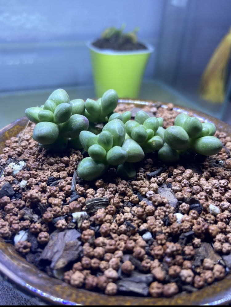 紫光,紫光多肉名贵多肉养护笔记.