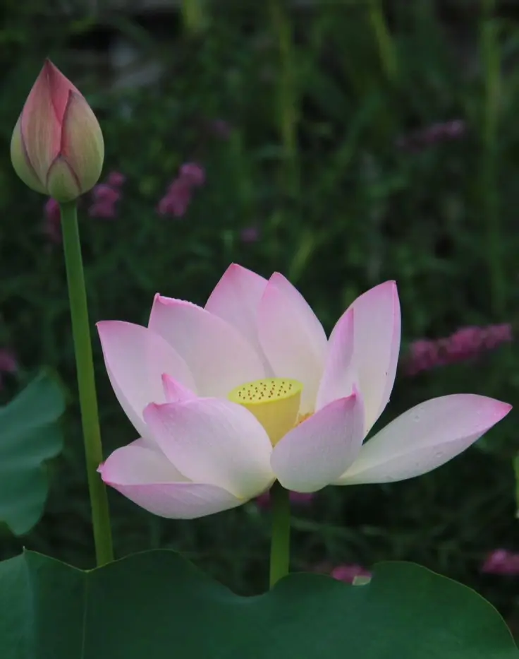 日语词汇与日本文化 蓮 哔哩哔哩