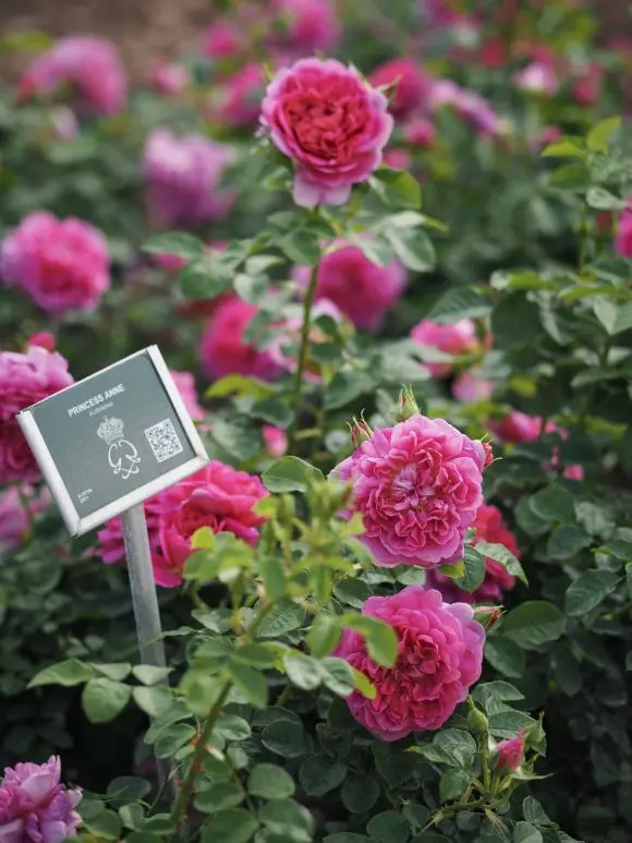 搬运 月季 大卫 奥斯丁和两个安妮 哔哩哔哩