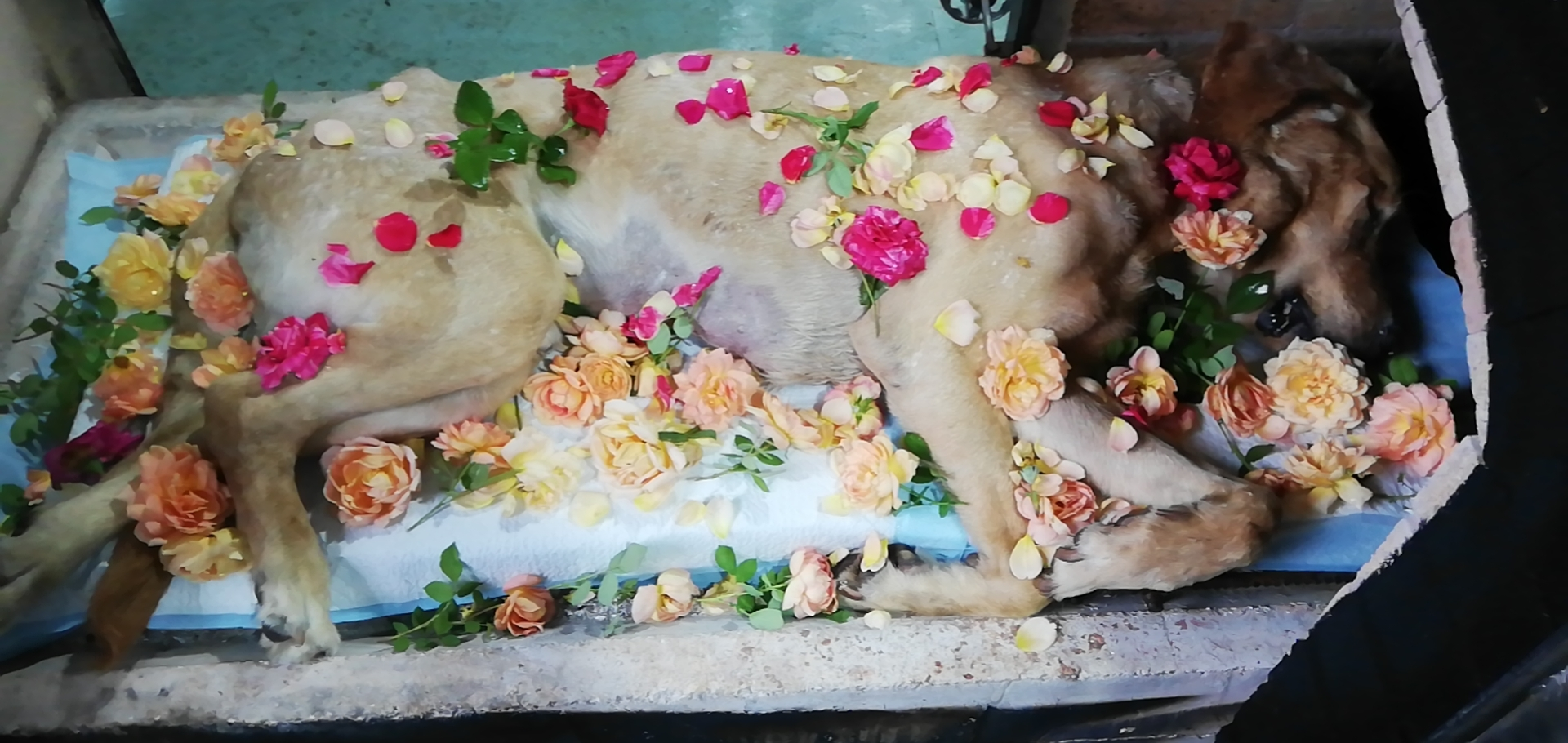 宠物殡葬火化 | 我的小发财,和你在一起的日子真的很美好