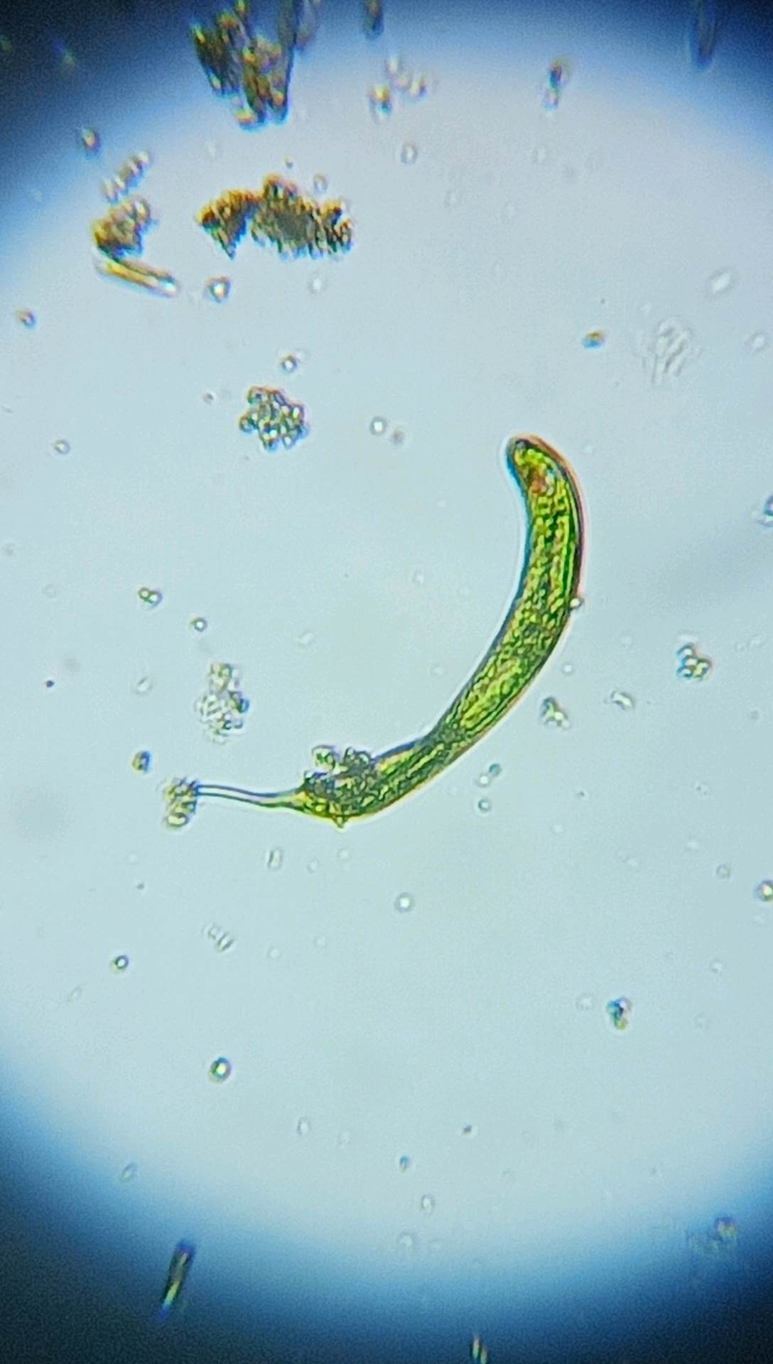 眼虫?没有观察到爬行,只是原地旋转