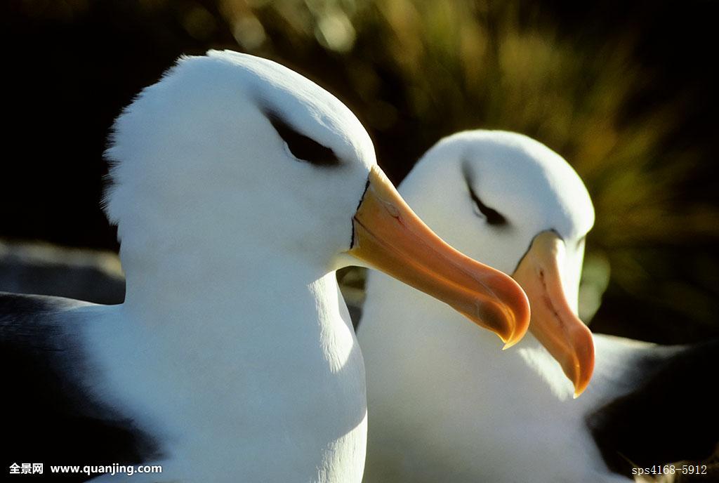 【动物世界】俊眉遮百丑——黑眉信天翁