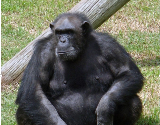 心脏里面长骨头你见过吗?这个黑猩猩太可怜了,它随时可能猝死