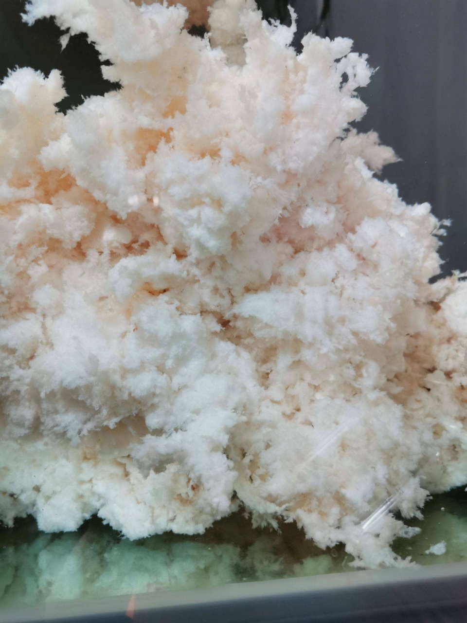 假石太岁泛滥成灾,对人体伤害巨大