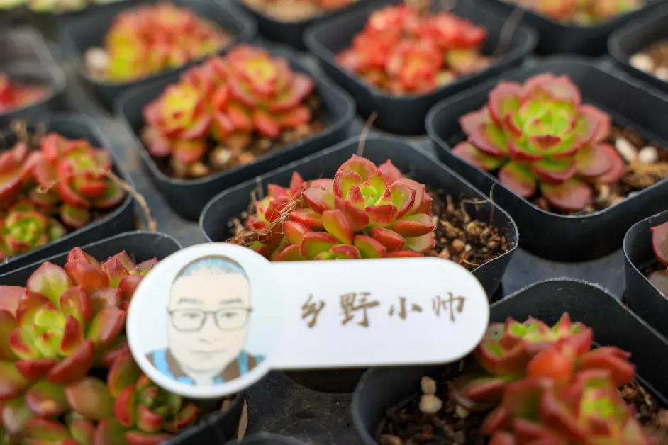 好花配好器 选盆很重要 选对花盆不仅外形好看肉肉也能更健康 哔哩哔哩