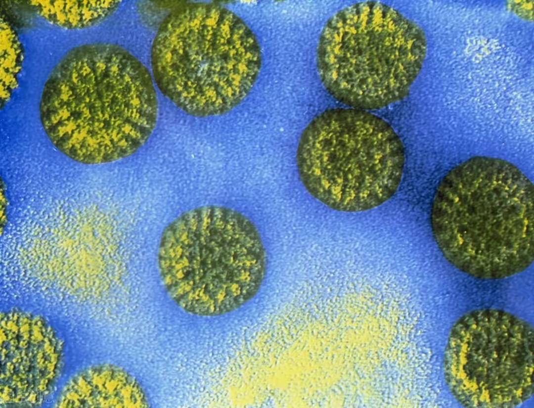 生殖器疱疹怎么治疗（关于生殖器疱疹的小知识，您了解多少？会有什么症状呢？） | 说明书网