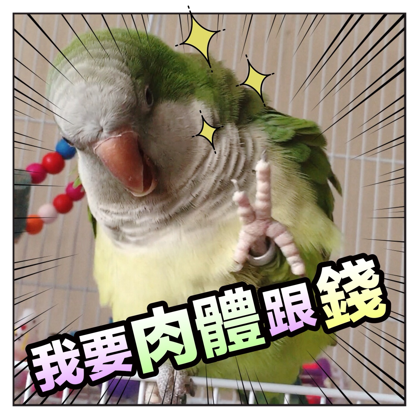 揪是這隻鳥——沙雕鸚鵡表情包3