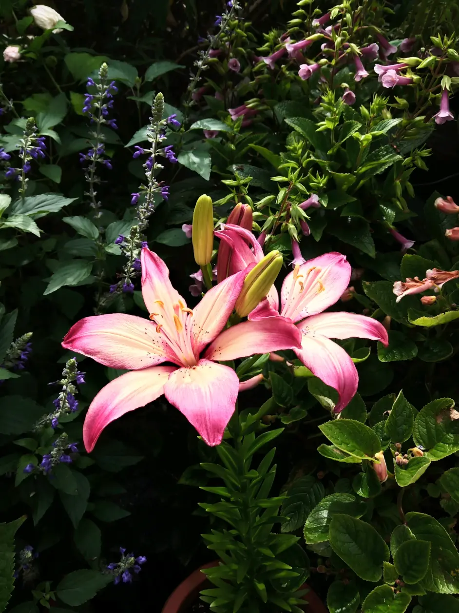 夏日的花 芙蓉葵 百合 蓝雪花 荷花 哔哩哔哩