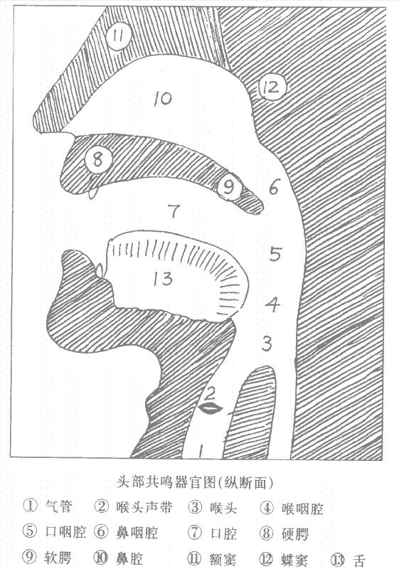 共鸣器官图片