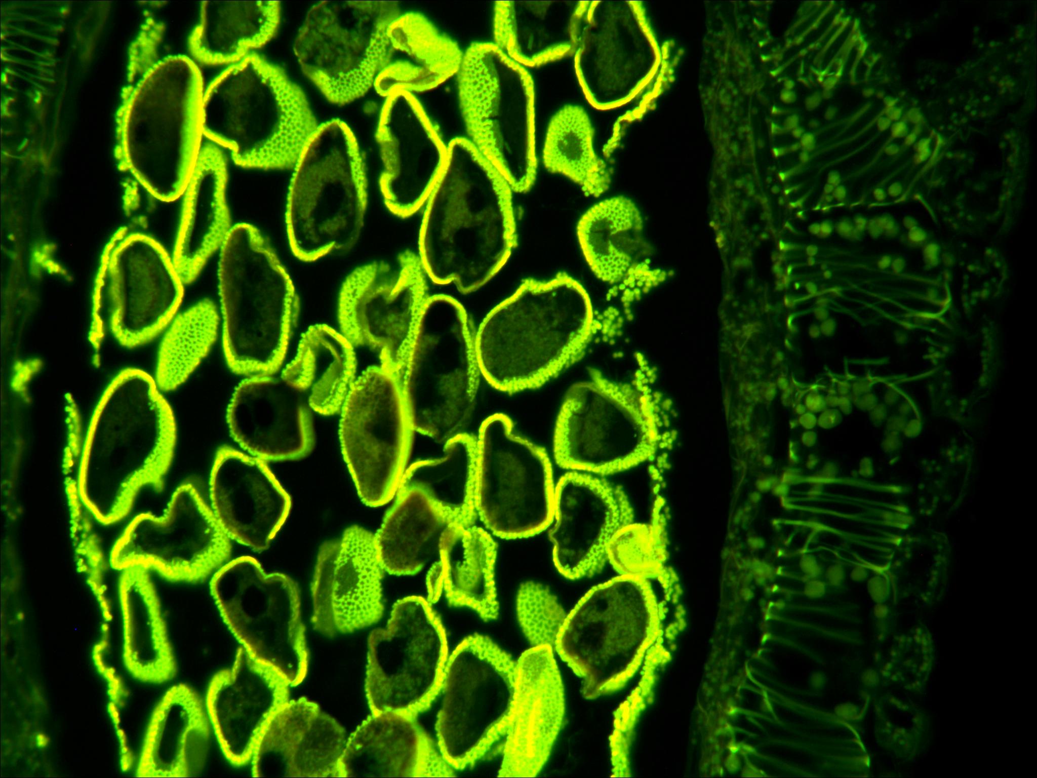 近期拍的一些荧光图片