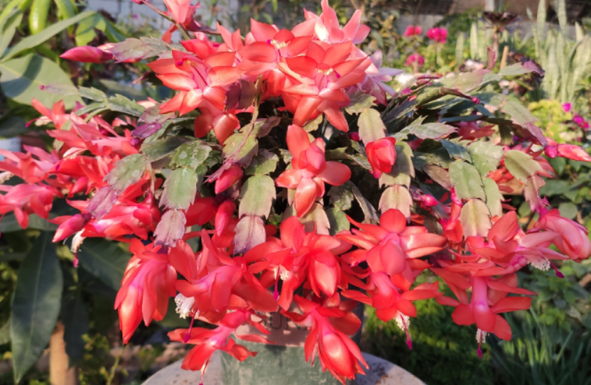 蟹爪想复花做足四个动作催出一圈花苞开花不分季节