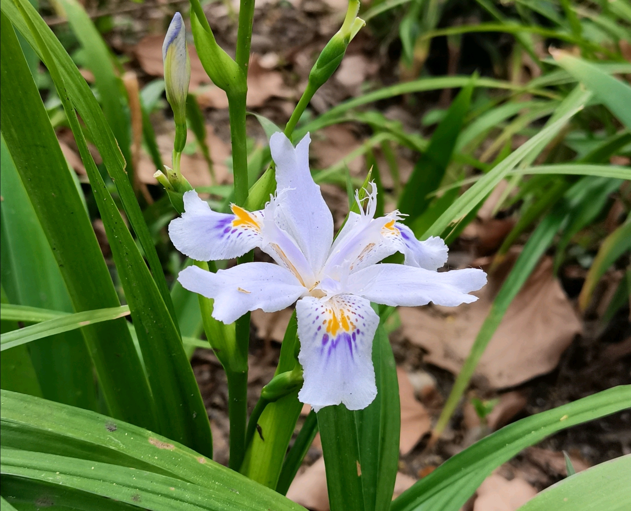 四川幼专三月纪事
