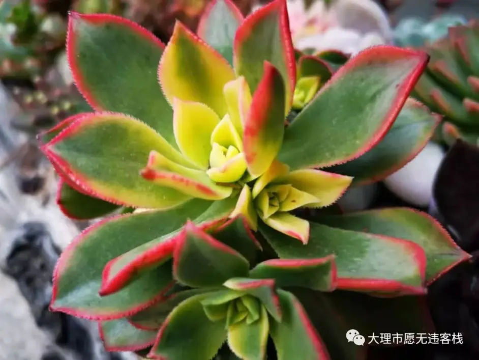 初识马蜂窝霞谷柔情 邀约大理苍山寂照庵赏花吃素 哔哩哔哩