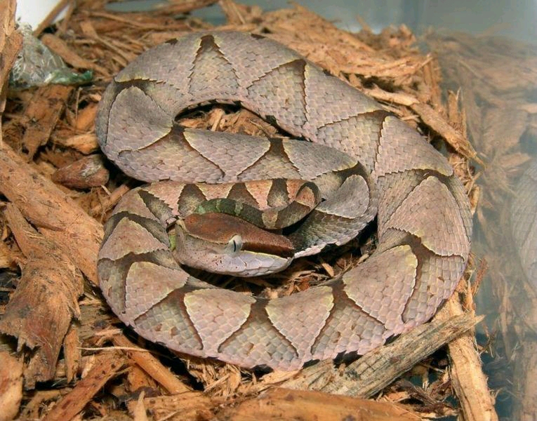 马蒂尔达角腹蛇图片