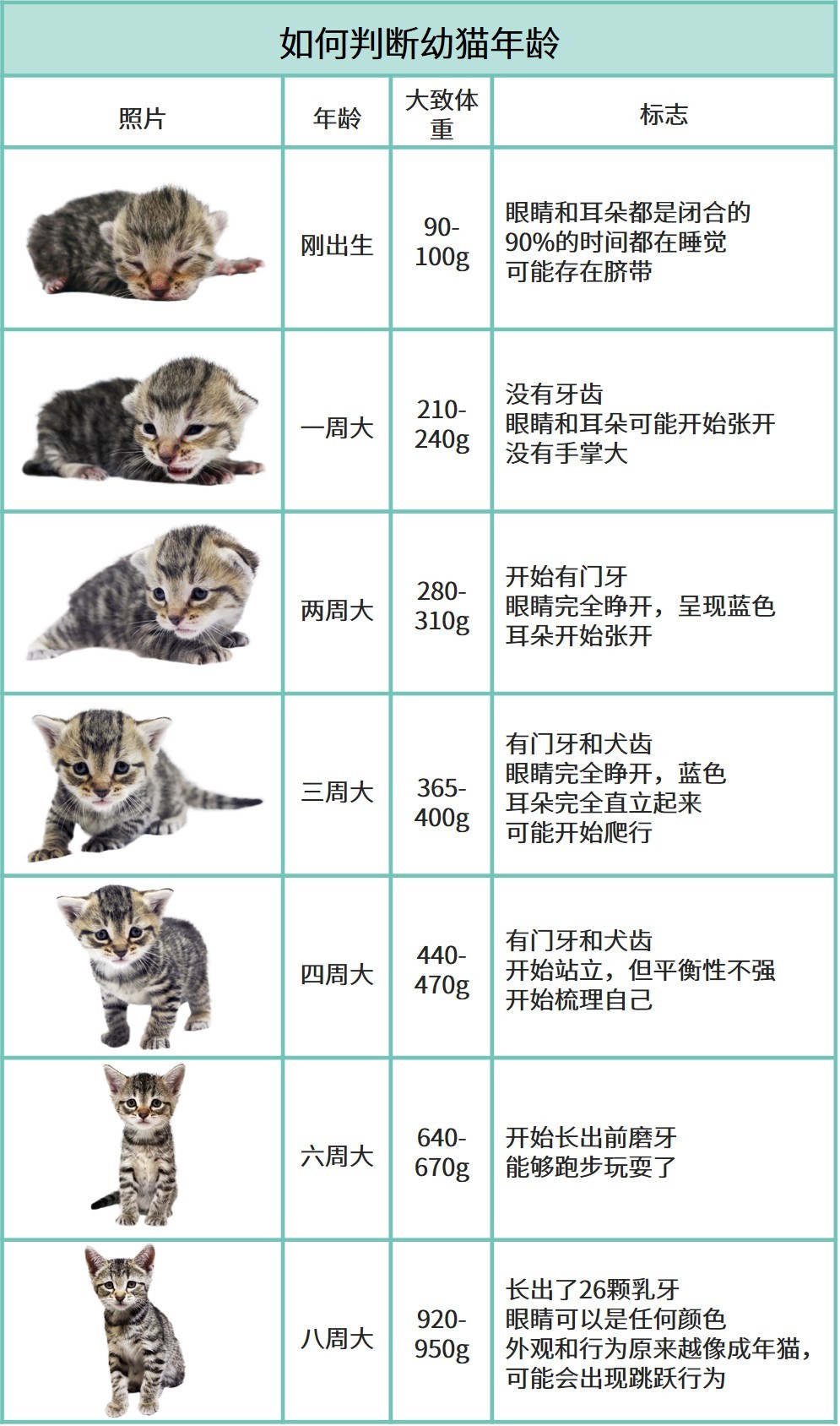 捡到小奶猫别慌保姆级教程教你如何抚养
