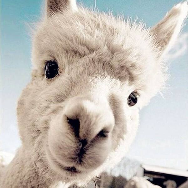 草泥马恶搞中式英语grass mud horse是中国网民恶搞的十大神兽之一,其