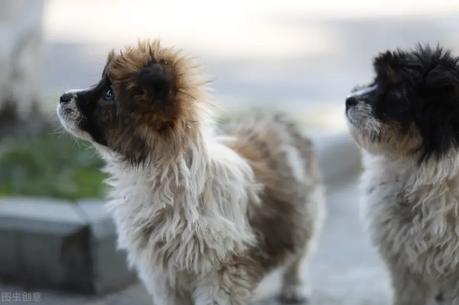 生存能力很强 的5种狗 不用宠主操心 哔哩哔哩