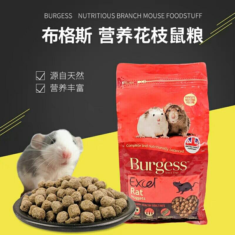 花枝鼠喂养指南2:花枝鼠食物大全 - 哔哩哔哩