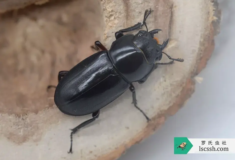 虫季一睹天目山锹甲风采中篇小刀锹和刀锹属 哔哩哔哩