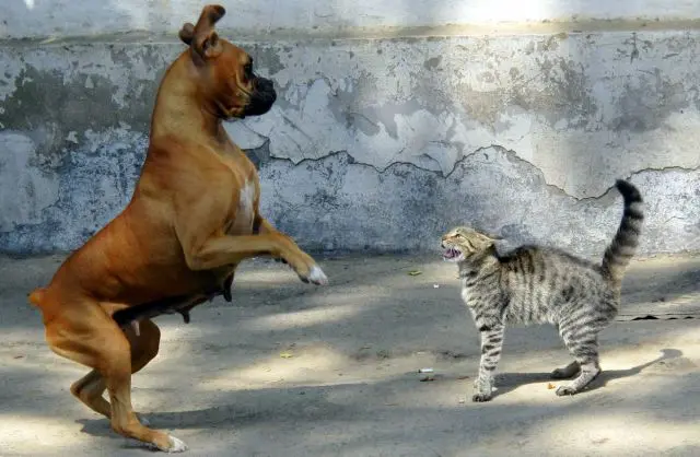 从 吸猫 说起 为何喵星人在网络文化中如此具有魔性 哔哩哔哩